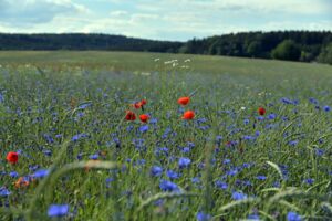 Getreidefeld mit blühenden Kornblumen