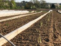 Feld mit grünem Bio-Spargel