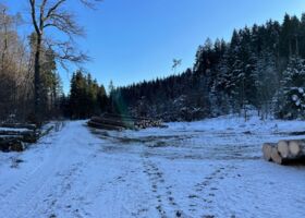 Im Winter Bauholz im Wald fällen