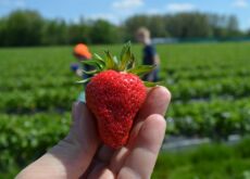 schöne frische Bio-Erdbeere