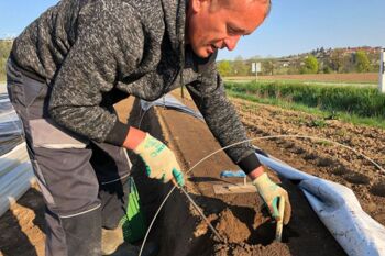 Weißer Bio-Spargel wird geerntet