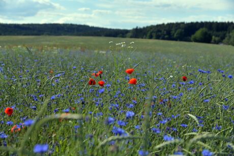 Getreidefeld mit blühenden Kornblumen