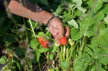 reife Bio-Erdbeeren werden gepflückt