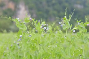 Bio-Erbsenblüte