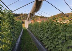 Bio-Himbeeren im ersten Jahr