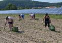 Grüner Spargel wird auf dem Feld geerntet.