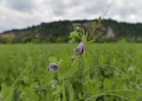 Bio-Erbsenblüte