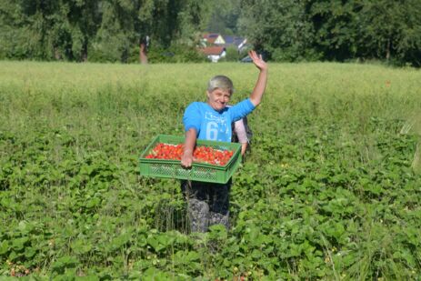 Frau mit frisch geernteten Bio-Erdbeeren in einer Kiste