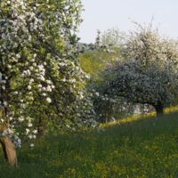 Streuobstwiese im Frühjahr, Apfelbäume blühen