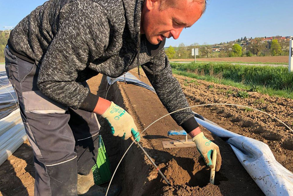 Weißer Bio-Spargel wird geerntet